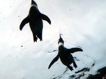 空を飛ぶペンギン